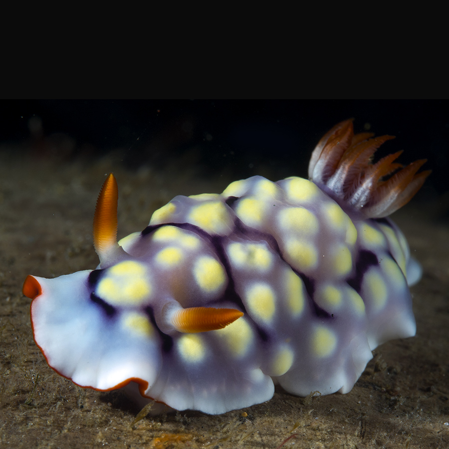 marine animal from Indonesia